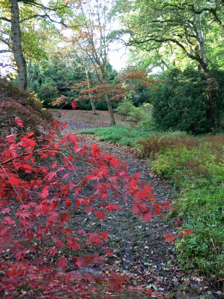 Bois des moutiers fall 2012 (33)